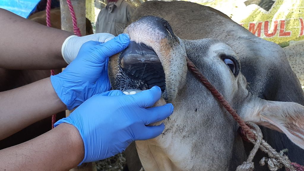 Dokter hewan dari Dinas Pangan dan Pertanian Sidoarjo memeriksa kesehatan hewan kurban untuk cegah penularan penyakit, Senin (27/6/2022). Penjualan hewan kurban diatur hanya di 29 titik dan diawasi ketat untuk mencegah penularan PMK 