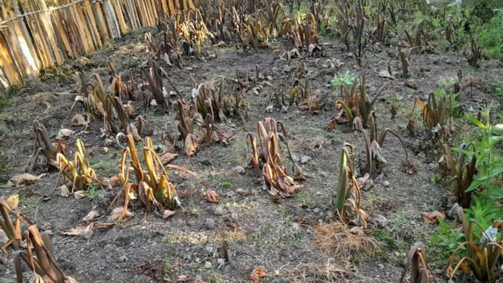 Tanaman pangan milik warga di Kabupaten Puncak, Papua yang rusak akibat  cuaca ekstrem sejak bulan Mei hingga Juli 2023. Kondisi ini menyebabkan ribuan warga mengalami musibah kelaparan.