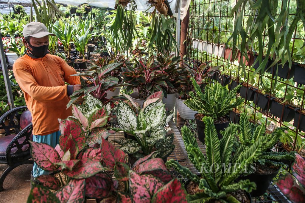 Edi merawat tanaman hias jenis Monstera di kebun pembibitan sekaligus etalase untuk berjualan di kawasan Bojongsari, Depok, Jawa Barat, Jumat (18/9/2020). Penjualan beberapa tanaman hias, seperti Monstera, Aglonema, Philodendron, Kaladium, pisang-pisangan (<i>Heliconia</i>), ataupun paku-pakuan (<i>Arecaceae</i>) meningkat tajam pasca-pelonggaran PSBB setelah sempat anjlok pada periode Maret-April. Harganya pun meningkat dua kali lipat karena keterbatasan stok tanaman. 