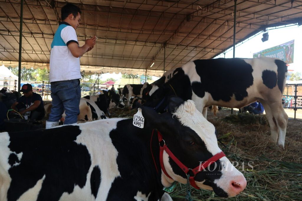 Sejumlah sapi dari berbagai kabupaten/kota di Jawa Barat dipamerkan dalam Kontes Ternak Jabar di GOR Singalodra, Kabupaten Indramayu, Jabar, Selasa (23/7/2019).  