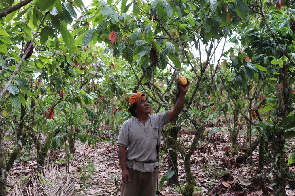 Wili (48), warga Desa Lembantongoa, Kecamatan Palolo, Kabupaten Sigi, Sulteng, memanen kakao di kebunnya, Selasa (1/12/2020).