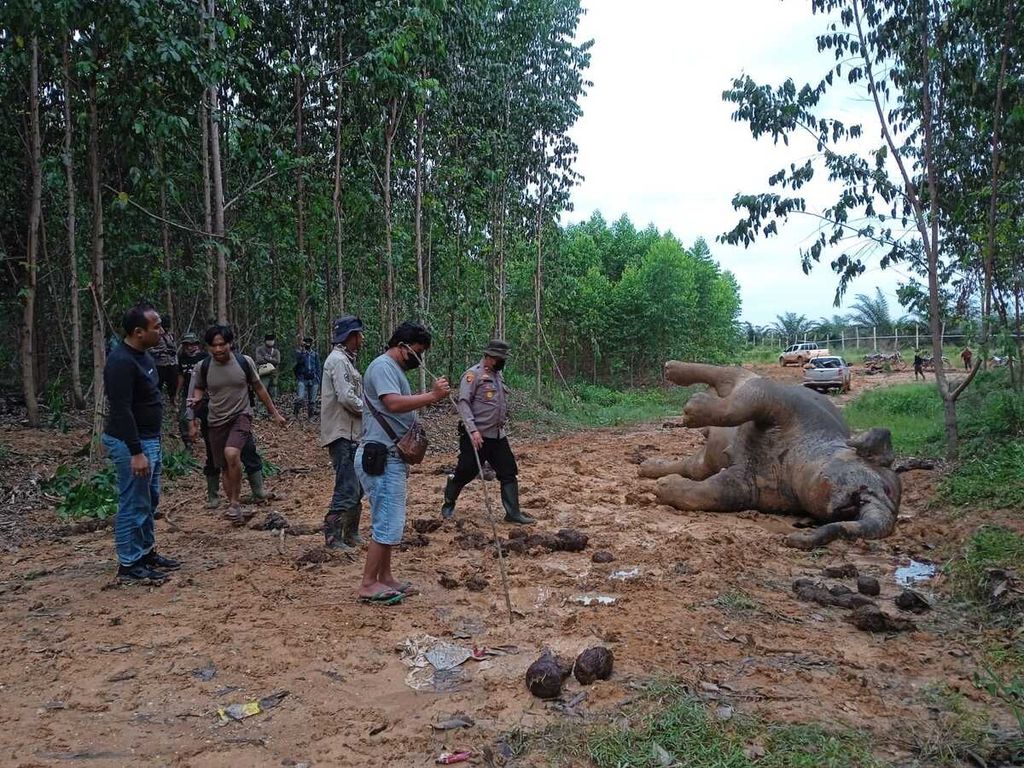 Seekor gajah (<i>Elephas maximus sumatranus</i>) betina beserta bayi dalam kandungannya ditemukan mati di areal konsesi akasia di Talang Muandau, Kabupaten Bengkalis, Provinsi Riau, Rabu (25/5/2022). Dugaan sementara kematian itu akibat racun.
