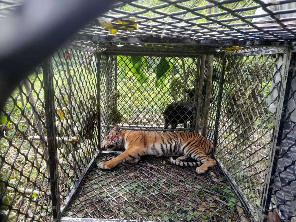 Seekor harimau sumatera berada dalam kandang jebak di Kecamatan Kluet Tengah, Kabupaten Aceh Selatan, Aceh, Sabtu (4/2/2023). Harimau tersebut sebelumnya menyerang dua warga di dalam kawasan hutan.