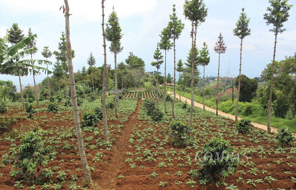 Kondisi kebun kentang yang juga ditanami pohon di perbukitan Cimenyan, Kabupaten Bandung, Jawa Barat, Senin (8/11/2021). Penanaman pohon di kebun sayur menjadi salah satu upaya memulihkan lahan kritis di kawasan Bandung utara tersebut. 