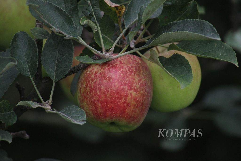 Buah apel ranum siap petik di salah satu kebun milik warga yang dipersiapkan untuk wisata petik apel di Desa Tulungrejo, Kecamatan Bumiaji, Kota Batu, Jawa Timur, beberapa waktu lalu. Wabah Covid-19 telah berdampak pada sektor pariwisata di Batu.