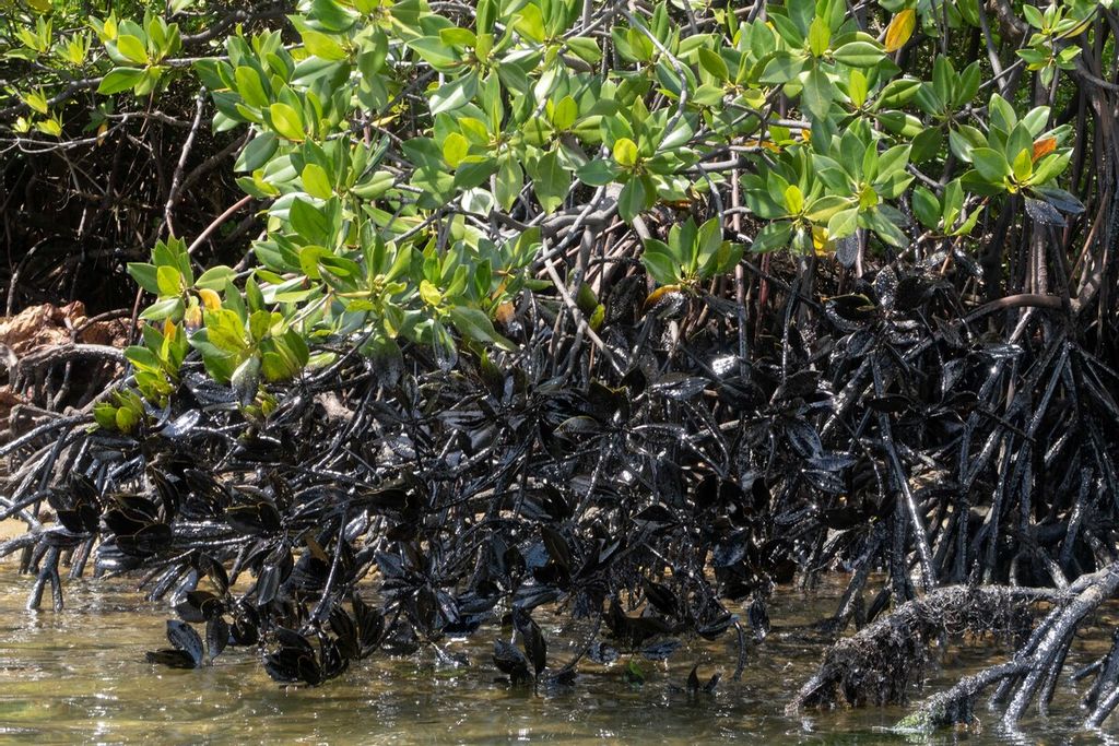 Limbah minyak hitam mencemari hutan bakau di Pulau Lima, Kota Batam, Kepulauan Riau, Kamis (1/12/2022).