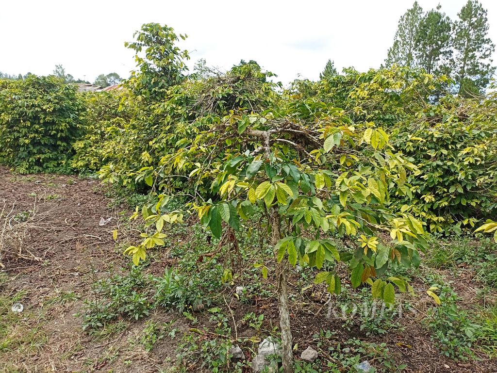 Tanaman kopi arabika Sumatera tampak meranggas dengan daun menguning di Kecamatan Lintong Nihuta, Kabupaten Humbang Hasundutan, Sumatera Utara, Jumat (21/6/2024).