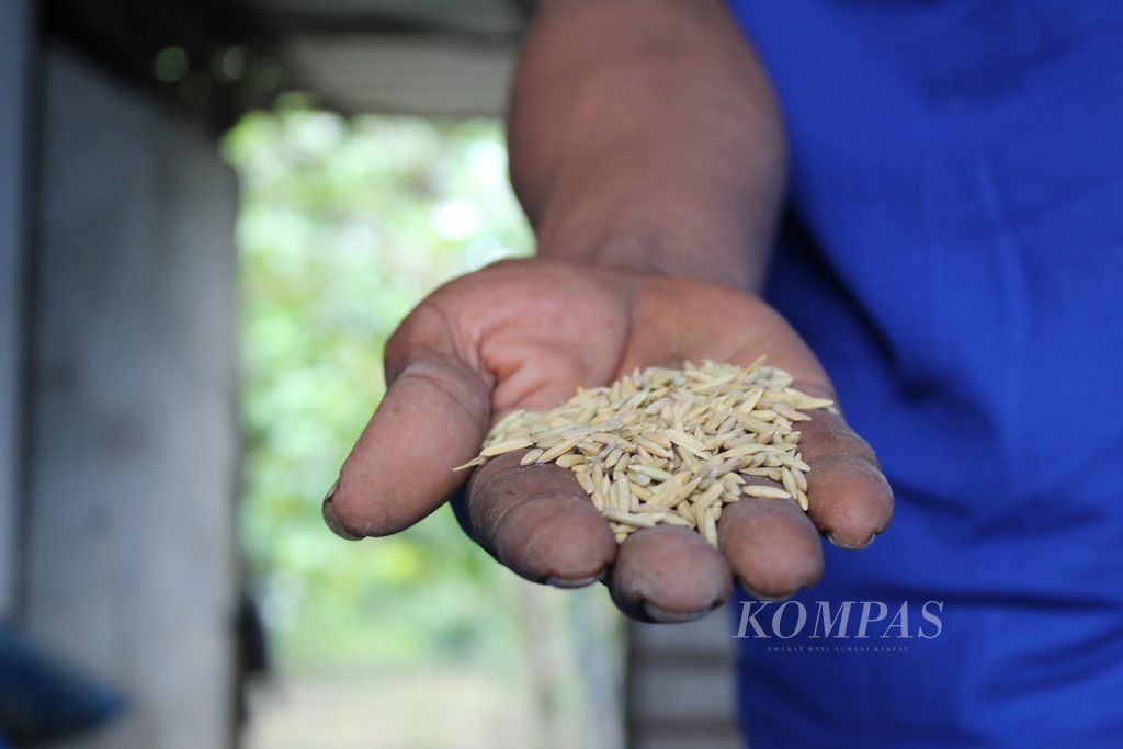 Herianto (48), petani asal Desa Belanti Siam, Kabupaten Pulang Pisau, Kalimantan Tengah, menunjukkan gabah pascapanen di rumahnya dengan hasil memuaskan tahun ini, Senin (8/4/2024).