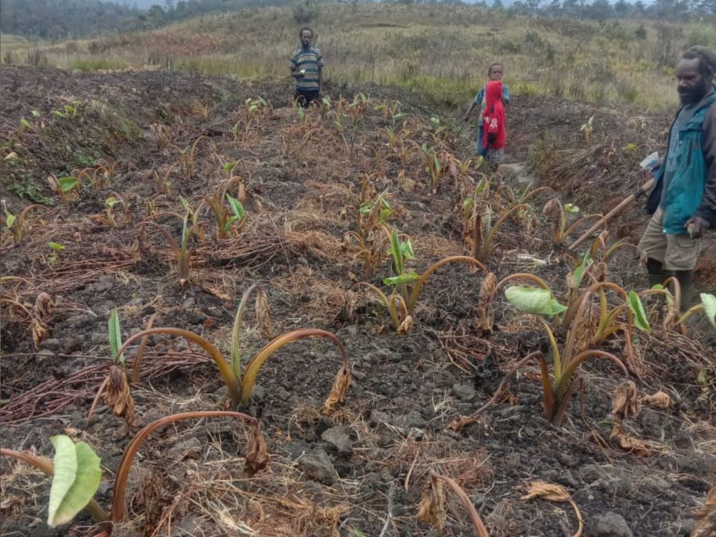 Lahan pertanian milik warga yang terdampak bencana kekeringan akibat embun beku di Distrik Kuyawage, Kabupaten Lanny Jaya, Papua, sejak awal Juli 2022.