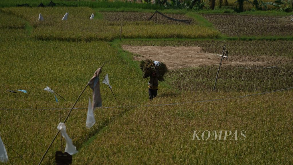 Buruh tani mengangkut hasil panen padi di Kampung Lembur Sawah, Kecamatan Sukamakmur, Kabupaten Bogor, Jawa Barat, Kamis (4/5/2023).
