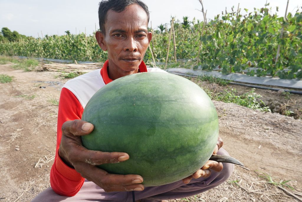 Taggik (50), petani buah di Desa Rantau Indah, Kecamatan Dendang, Kabupaten Tanjung Jabung Timur, Jumat (21/10/2022). Dari satu hektar lahan, ia dapatkan hasil panen lebih dari 20 ton setiap bulannya.