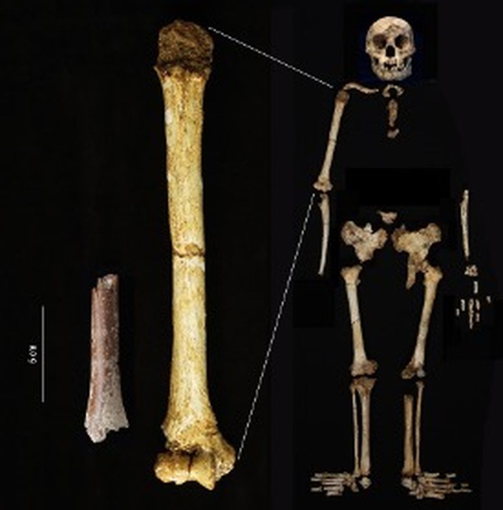 Fragmen tulang humerus Mata Menge (kiri) ditunjukkan pada skala yang sama dengan tulang humerus Homo floresiensis dari Liang Bua. Sumber: Yousuke Kaifu (jurnal Nature, 2024).