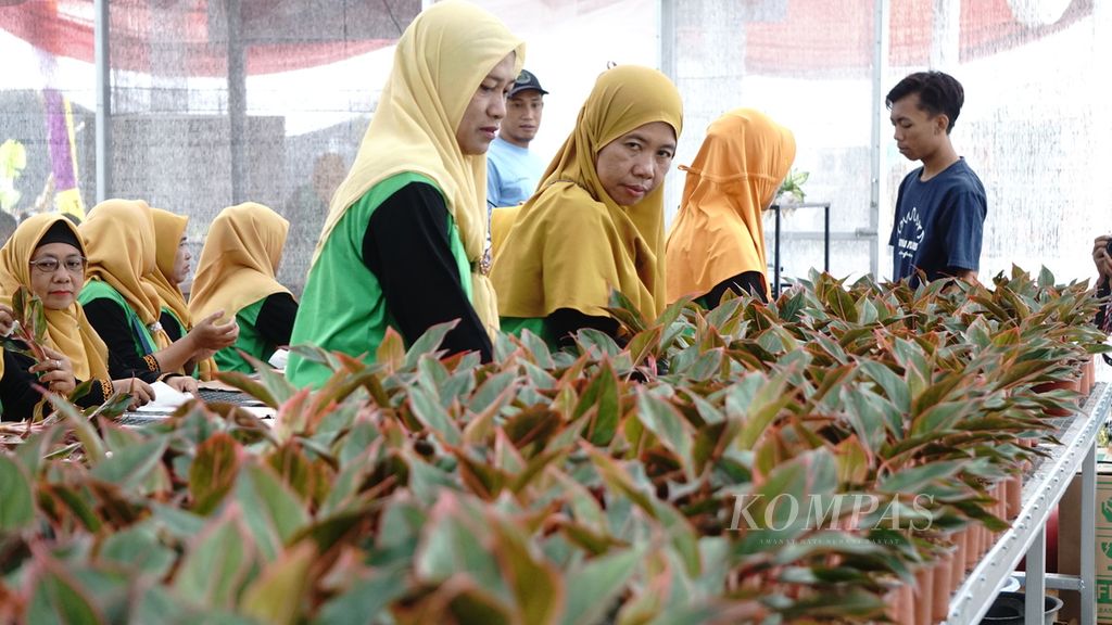 Sejumlah petani di Kelurahan Adipuro, Kecamatan Trimurjo, Kabupaten Lampung Tengah, Lampung, menyiapkam tanaman hias aglonema yang akan diekspor ke Turki pada Minggu (14/8/2022).