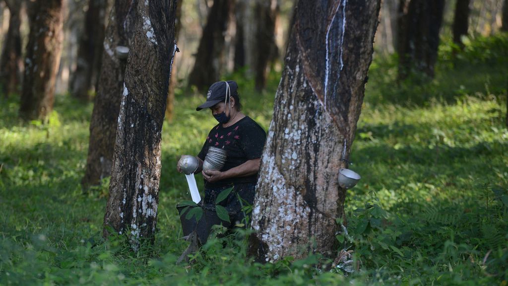 Buruh menuang getah karet ke dalam wadah di perkebunan karet di Desa Tlogo, Tuntang, Kabupaten Semarang, Jawa Tengah, Rabu (7/7/2021). Setiap buruh rata-rata dapat mengumpulkan 22 liter getah karet per hari. Mereka mendapat upah Rp 35.000 dari pekerjaan tersebut.