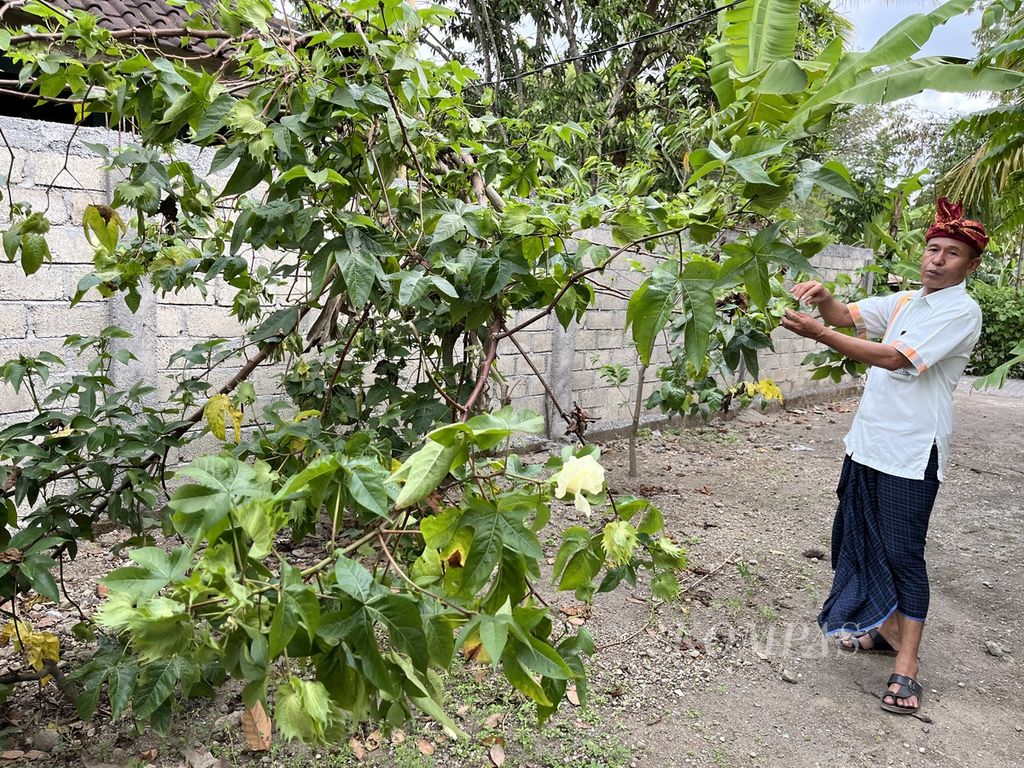 Amin, pemilik Patuh Artshop, menunjukkan tanaman kapas yang masih tersisa di Desa Sukarara, Kecamatan Jonggat, NTB, Kamis (6/7/2023). Kapas menjadi bahan baku benang yang digunakan untuk membuat kain kafan. Kain kafan ditenun para perempuan di Sukarara.