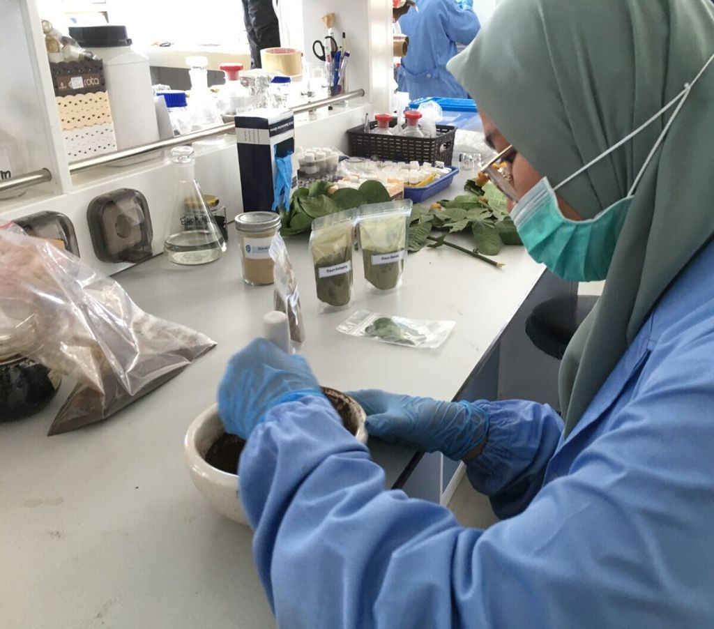 Peneliti Pusat Penelitian Kimia Lembaga Ilmu Pengetahuan Indonesia (LIPI) menghaluskan daun ketepeng badak (<i>Cassia alata</i>) dan benalu (<i>Dendrophthoe</i> sp) untuk diekstrak dan diambil zat aktifnya bagi pengembangan obat herbal antivirus penyebab Covid-19.