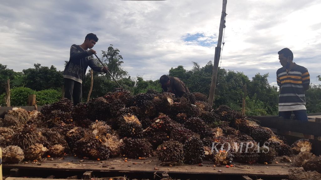 Beberapa pekerja sawit di sebuah perusahaan perkebunan di Kapuas Barat, Kalimantan Tengah, Jumat (7/5/2021), memindahkan buah sawit. Di tempat itu, tiga tahun lamanya perusahaan berkonflik dengan warga sekitar.