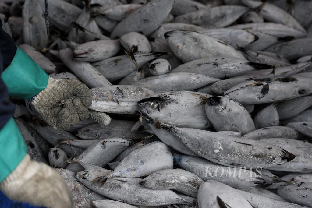 Buruh membongkar ikan hasil tangkapan dari kawasan perairan di Sulawesi, di Pelabuhan Perikanan Samudera Nizam Zachman Muara Baru, Jakarta, Rabu (3/5/2023). Kementerian Kelautan dan Perikanan (KKP) menargetkan ekspor hasil perikanan Indonesia tahun 2023 mencapai 7,66 miliar dollar AS.