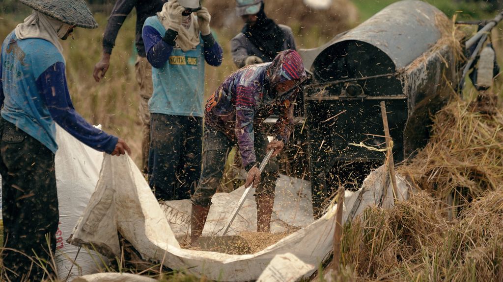 Buruh tani mengumpulkan gabah kering panen dari mesin perontok padi dalam panen padi Inpari 32 di areal persawahan di Kecamatan Rawamerta, Kabupaten Karawang, Jawa Barat, Minggu (20/2/2022). 