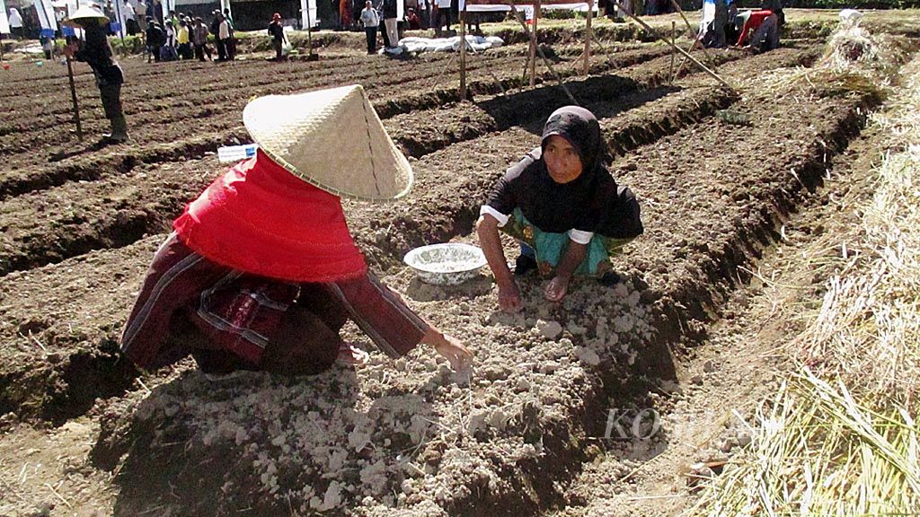 Perempuan buruh tani Inak Romi dan (pakai topi) Inak Marhaeni tengah menanam benih bawang putih di lahan seluas 6 are milik Mawadi, petani Desa Sembalun Lawang, Lombok Timur, NTB, Rabu (24/5). Kedua ibu rumah tangga buruh tani ini dibayar masing-masing Rp 50.000 per hari.