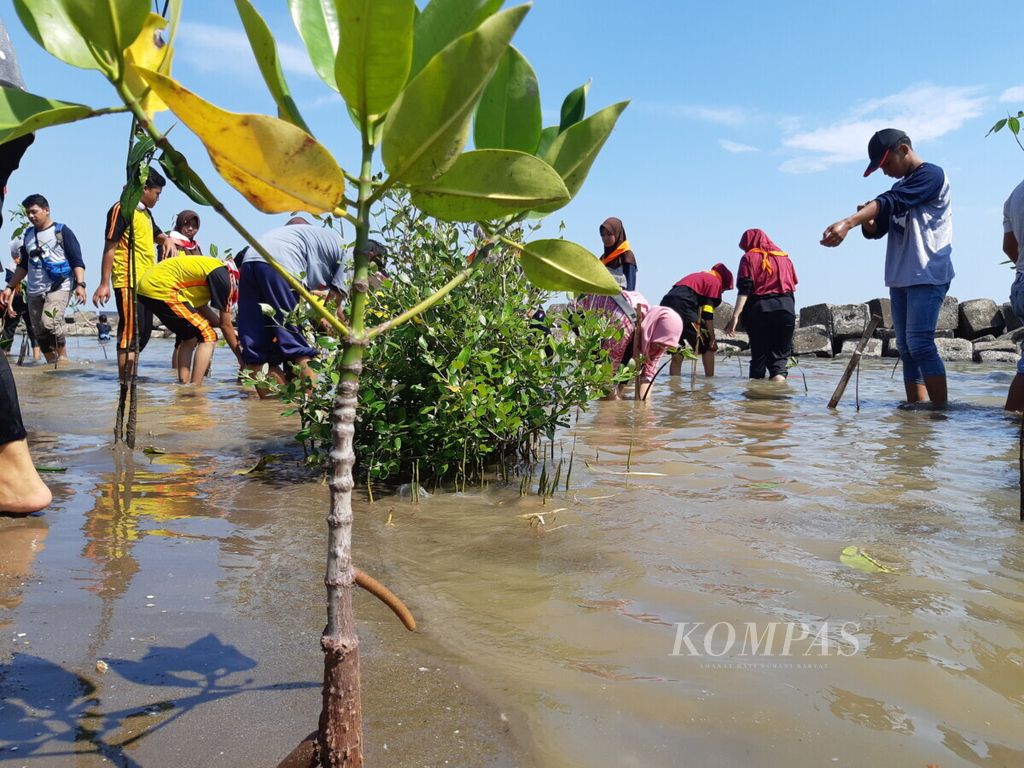 Sejumlah komunitas dan siswa SMAN 1 Jatibarang berpartisipasi dalam acara penanaman 1.000 pohon mangrove di Pantai Rambat, Desa Juntinyuat, Kabupaten Indramayu, Jawa Barat, Minggu (6/1/2019). 