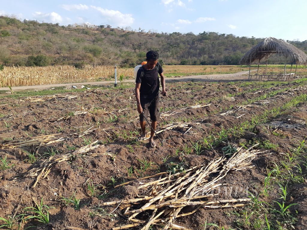 Petani menyiapkan musim tanam kedua di lokasi <i>food estate</i>, Desa Fatuketi, Kecamatan Kakuluk Mesak, Kabupaten Belu, Nusa Tenggara Timur, Minggu (18/9/2022). Presiden Joko Widodo melakukan tanam perdana di lahan itu pada Maret 2022 lalu.
