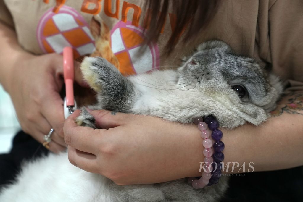 Lisa (35) memotong kuku kelinci di tempat penginapan hewan The Buntel di Rukan City Garden Maisonette, Cengkareng, Jakarta Barat, Jumat (5/4/2024). 