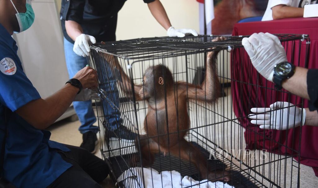 Petugas bersiap mengeluarkan dari kandang bayi orangutan Kalimantan subspesies wurmbii (<i>Ponggo pygmaeus wurmbii</i>) berselimut handuk saat jumpa pers translokasi satwa liar jenis orangutan di Kantor Balai Besar KSDA Jawa Timur, Sidoarjo, Kamis (21/9/2023). 