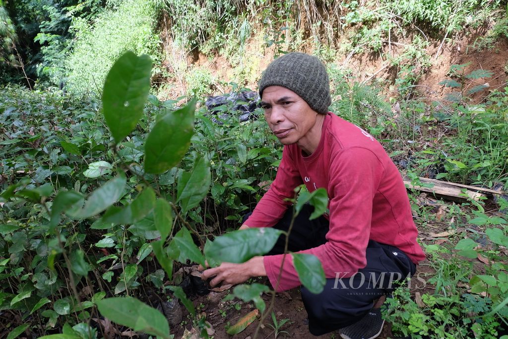 Manajer Lapangan Yayasan Saung Monteng Iwan Bace memeriksa bibit pohon jenis kibeureum (<i>Distylium stellare</i>), yang merupakan spesies endemis hutan Kamojang, Sabtu (28/5/2022), di persemaian Saung Monteng, Ibun, Kabupaten Bandung, Jawa Barat. Bibit yang sudah siap tanam bakal ditanam di lahan kritis hutan Kamojang untuk pemulihan ekosistem.