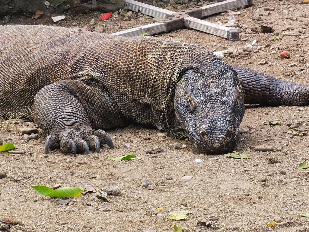 Meski didatangi pengunjung, hewan komodo tidur seperti biasa, tidak merasa terganggu. Mungkin saja komodo di Pulau Komodo sudah terbiasa dengan manusia yang datang setiap hari. Apakah perilaku komodo di sini sama dengan hewan mirip komodo di Pota, dan Lembor, daratan Flores, atau tidak, akan diteliti Universitas Nusa Cendana (Undana) Kupang.