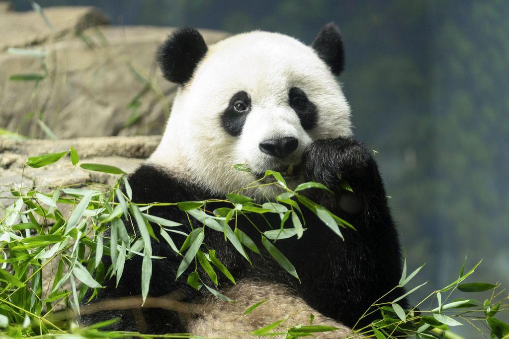 Panda raksasa Xiao Qi Ji sedang memakan daun bambu di kandangnya, di Kebun Binatang Nasional Smithsonian, Washington, AS, Kamis, 28 September 2023.