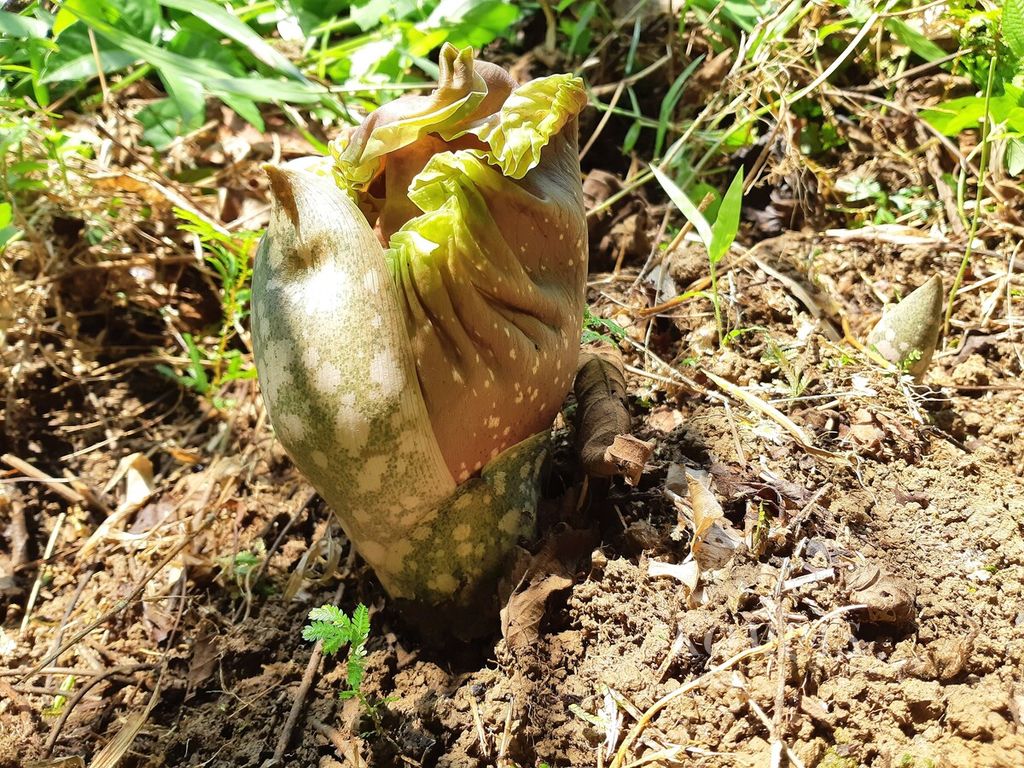 Calon bunga bangkai<i> (Amorphophallus paeoniifolius)</i> di Desa Jambi Tulo, Kecamatan Maro Sebo, Kabupaten Muaro Jambi, Minggu (22/5/2022).