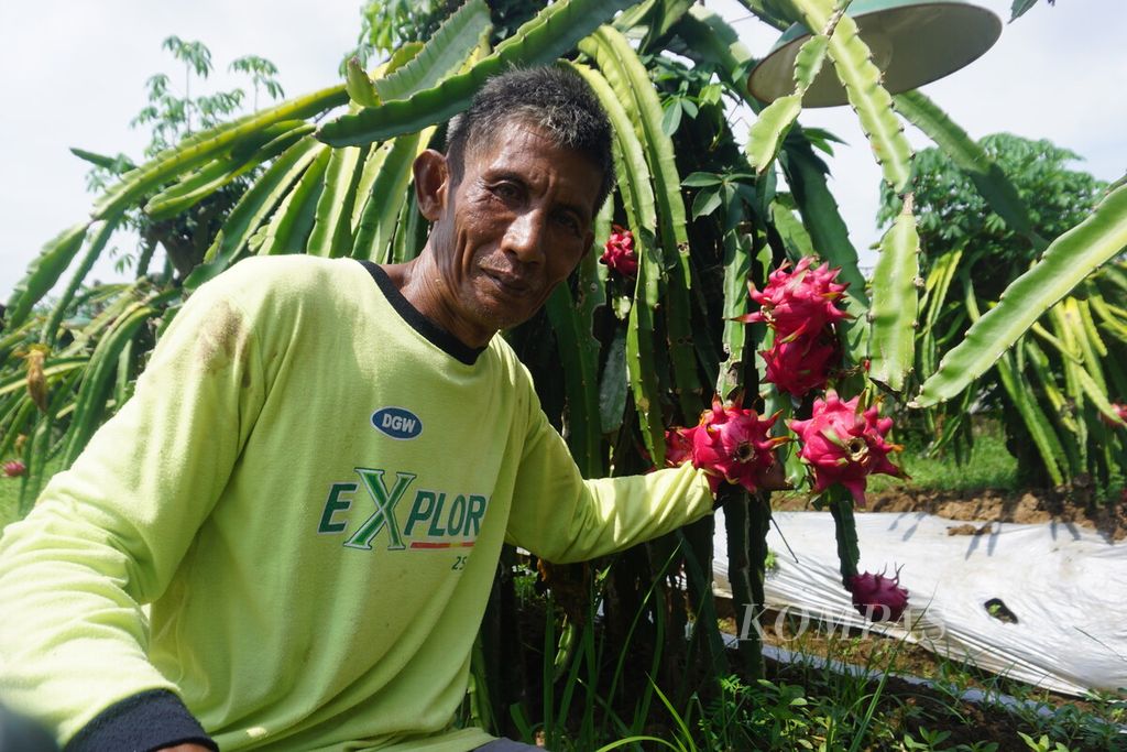 Sutrisno (57), petani buah naga di Desa Pekunden, Banyumas, Jawa Tengah, Minggu (25/2/2024).