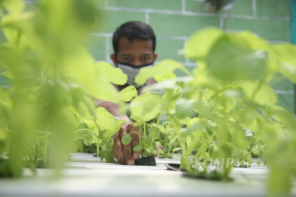 Berkebun secara hidroponik dijalani Adi (25) di rumahnya di kawasan Serpong, Tangerang Selatan, Banten, di sela-sela kesibukannya bekerja di sebuah perusahaan pembuatan aksesoris mobil, awal Juni 2020.