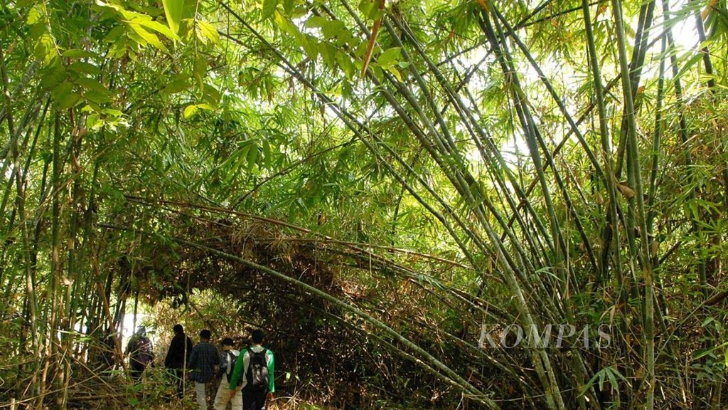 Hutan Harapan tak hanya merupakan habitat bagi ribuan spesies flora dan fauna. Keaslian alamnya juga berpotensi dikembangkan untuk wisata petualangan alam. Tampak pengunjung menelusuri salah satu jalur treking hutan bambu dalam kawasan restorasi ekosistem Hutan Harapan di perbatasan Jambi dan Sumatera Selatan, Kamis (6/9/2018).