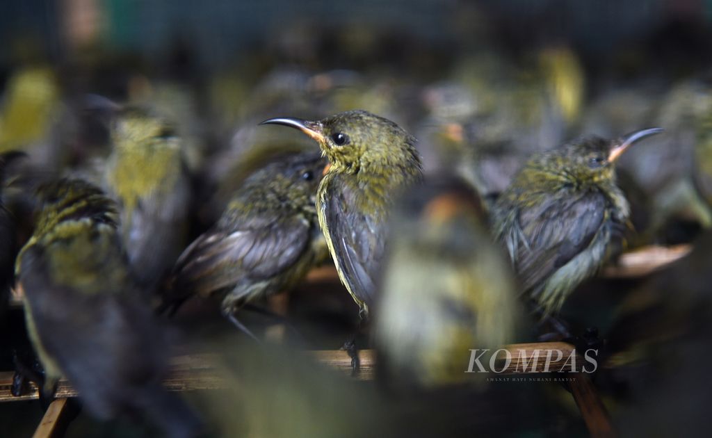 Burung kolibri saat rilis penggagalan penyelundupan burung asal Kalimantan Tengah di Kantor Karantina Pertanian Surabaya, Kota Surabaya, Jawa Timur, Rabu (12/1/2022). 