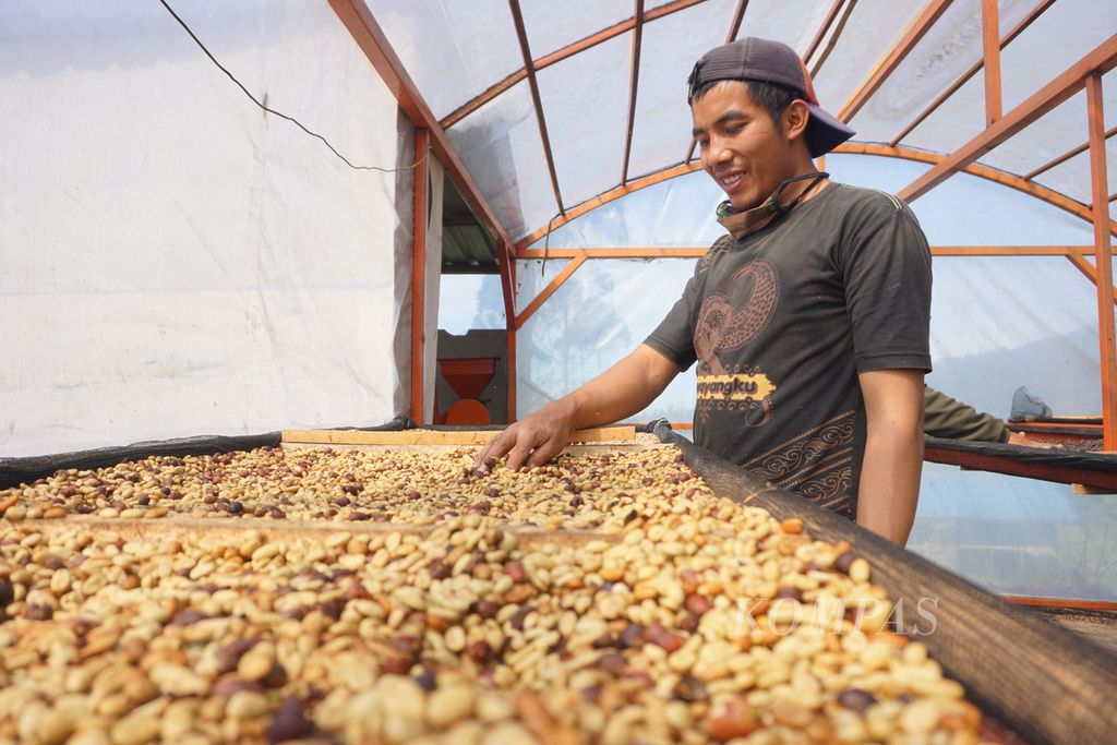Kopi arabika Gunung Malang diproses dengan teknik <i>honey</i> di Grumbul Gunung Malang, Desa Serang, Kabupaten Purbalingga, Jawa Tengah, Minggu (26/7/2020).