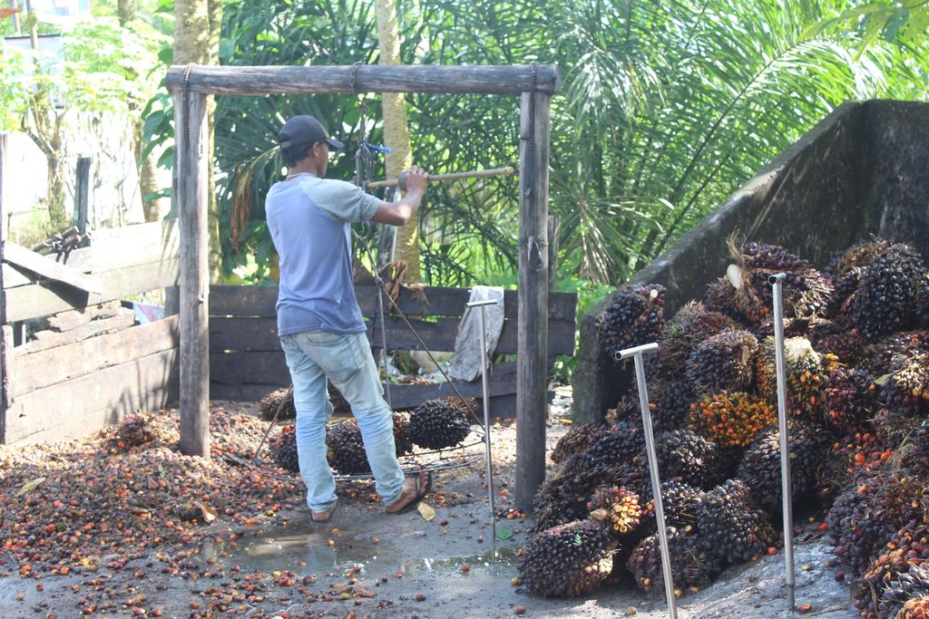 Pengepul sawit di Kota Palangkaraya, Kalteng, menimbang buah sawit, Selasa (26/4/2022).