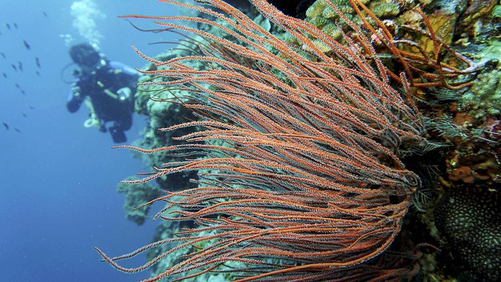 Kondisi bawah laut di titik selam zona pariwisata Pantai Yoro yang berbatasan dengan perairan Kaombo di Desa Wali, Binongko, Wakatobi, Sulawesi Tenggara, Rabu (27/9). Perlindungan terumbu karang setempat diberlakukan untuk menjamin ketersediaan sumber protein bagi masyarakat. 