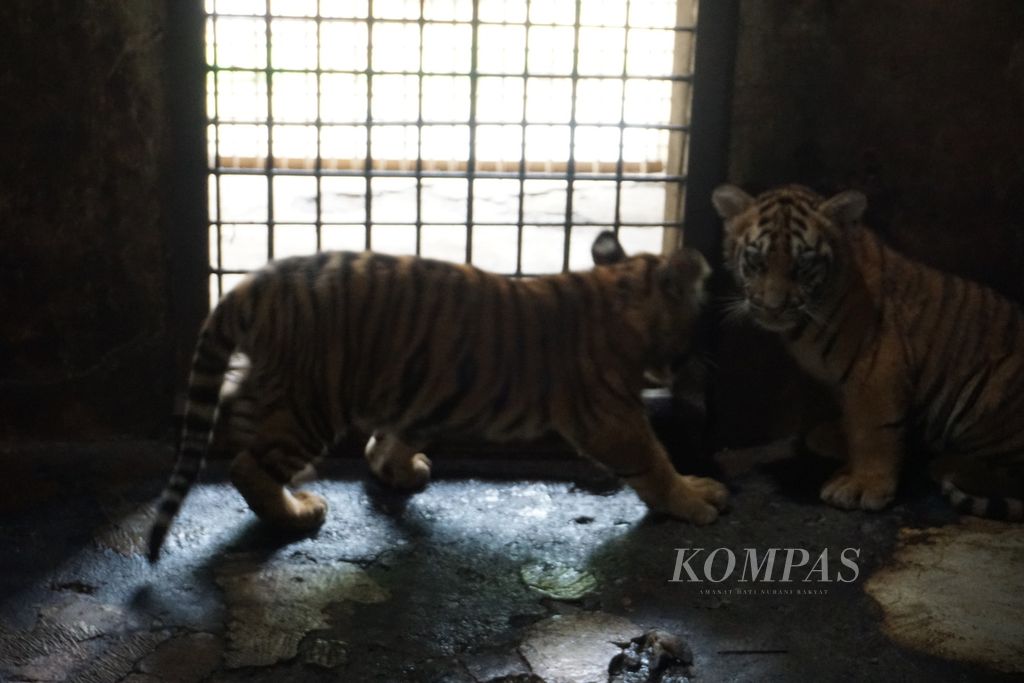 Dua anak harimau benggala tampak sehat di Taman Rekreasi Margasatwa Serulingmas, Banjarnegara, Jawa Tengah, Rabu (30/9/2020).