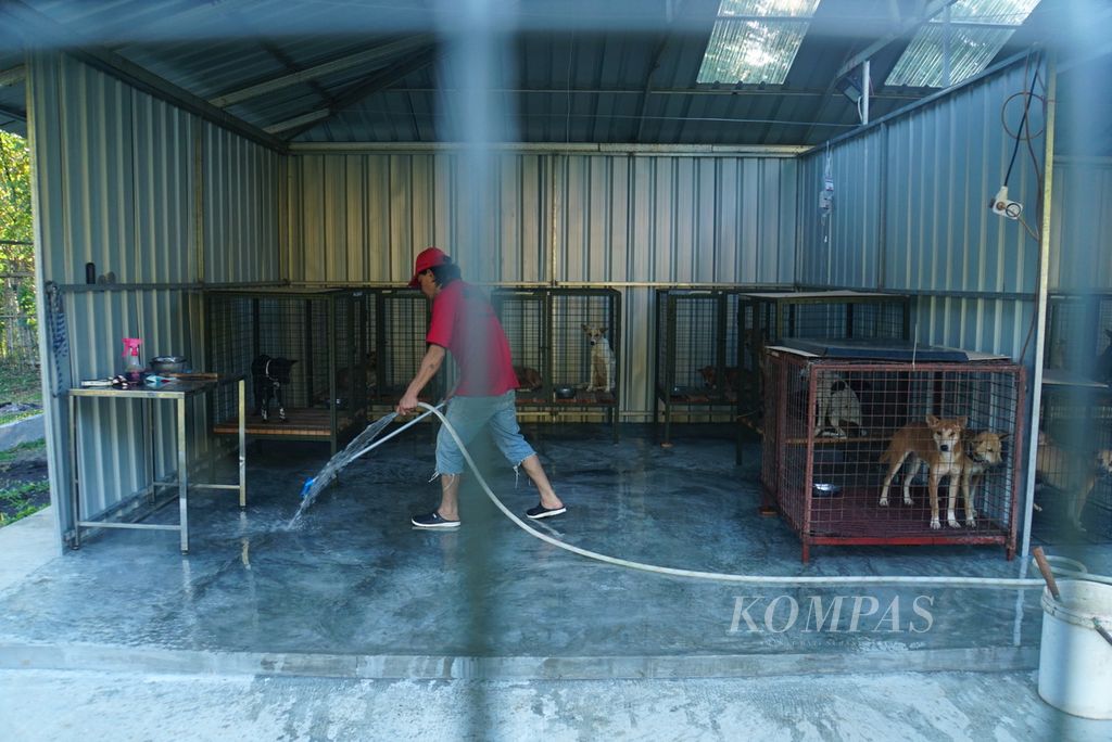 Seorang karyawan membersihkan kandang di tempat penampungan Animal Friends Manado Indonesia (AFMI) di Lahendong, Tomohon, Sulawesi Utara, pada Sabtu (29/7/2023) sore. 