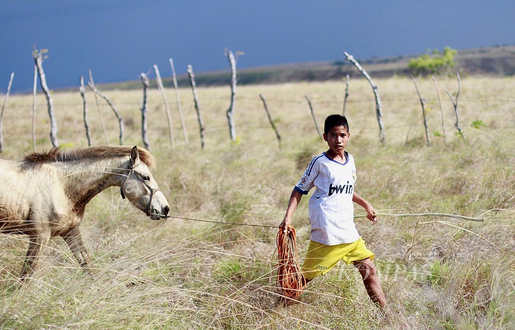 Anak-anak berjalan di padang savana, menuntun kudanya. Peternakan merupakan tulang punggung ekonomi masyarakat Sumba.