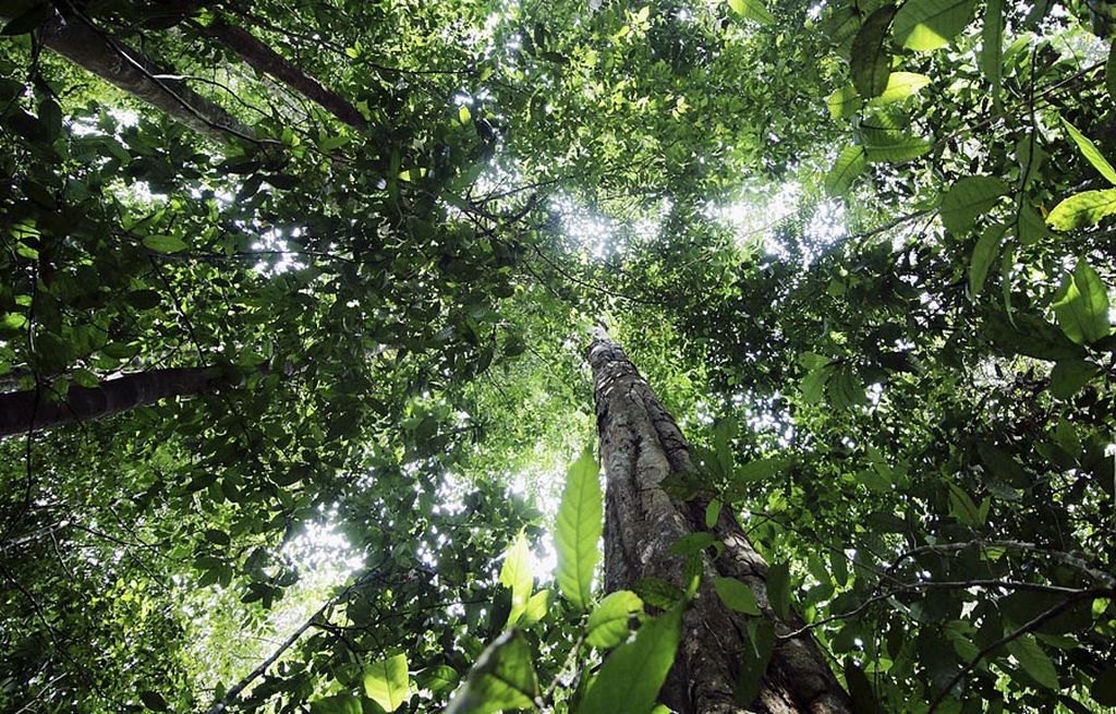 Tegakan pohon yang rapat di hutan Leuser di kawasan Subulussalam dan Aceh Selatan, Aceh.