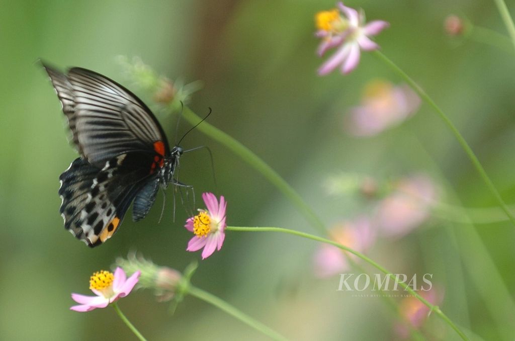 Kehidupan kupu-kupu menjadi sebuah fenomena yang menarik untuk diamati, seperti yang ditemui di atas bunga kenikir di Dusun Mandungan, Desa Margoluwih, Seyegan, SLeman, DIY, Rabu (16/4/2008). Dibalik kelembutan dan keindahannya, kupu-kupu bermanfaat untuk membantu penyerbukan bunga, sebagai bahan penelitian biologis, dan juga menjadi obyek rekreasi.