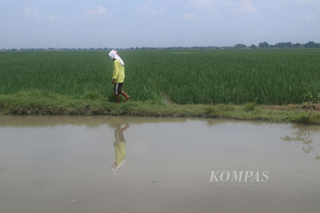 Farmers are attempting to repair a breached levee in Kali Wates, Panguragan Kulon Village, Panguragan District, Cirebon Regency, West Java, on Wednesday (24/3/2021).