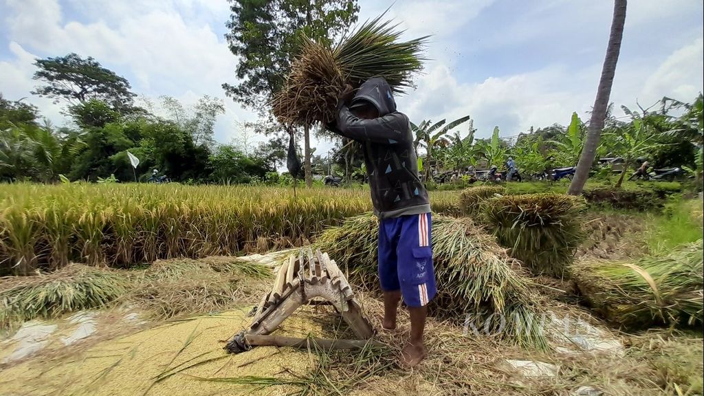 Petani merontokkan padi yang baru saja dipanen dengan alat tradisional di Desa Banjararum, Kecamatan Singosari, Kabupaten Malang, Jawa Timur, Kamis (7/4/2022).