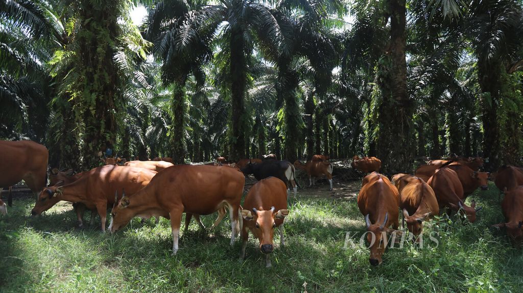 Peternakan sapi potong yang menempati areal perkebunan PT Sawit Sumbermas Saran Tbk (SSMS) di Pangkalan Bun, Kalimantan Tengah, Kamis (29/4/2021). PT SSMS yang memproduksi minyak kelapa sawit mentah (<i>crude palm oil</i>/CPO) mengintegrasikan areal perkebunan dengan peternakan untuk mendapatkan pupuk kandang bagi pohon sawit sekaligus membersihkan tanaman gulma sebagai pakan ternak. Jumlah ternak sapi PT SSMS saat mencapai 8.000 ekor sapi yang memasok sebagian kebutuhan sapi potong di Kalimantan.