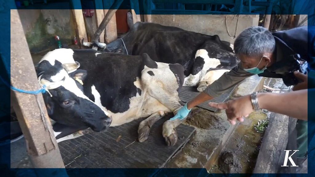 Sebanyak 29 sapi dari total 501 sapi yang terjangkit PMK di Desa Tarumajaya, Kecamatan Kertasari, Kabupaten Bandung, mati dalam kurun waktu dua pekan terakhir.