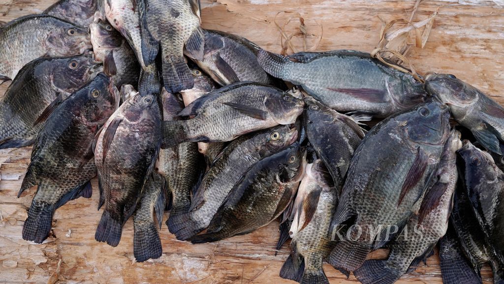  Tilapia fish caught by residents from the Kumbe River are ready to be brought to a collecting agent in Kampung Baad, Animha District, Merauke Regency, Papua, Thursday (10/11/2022).
