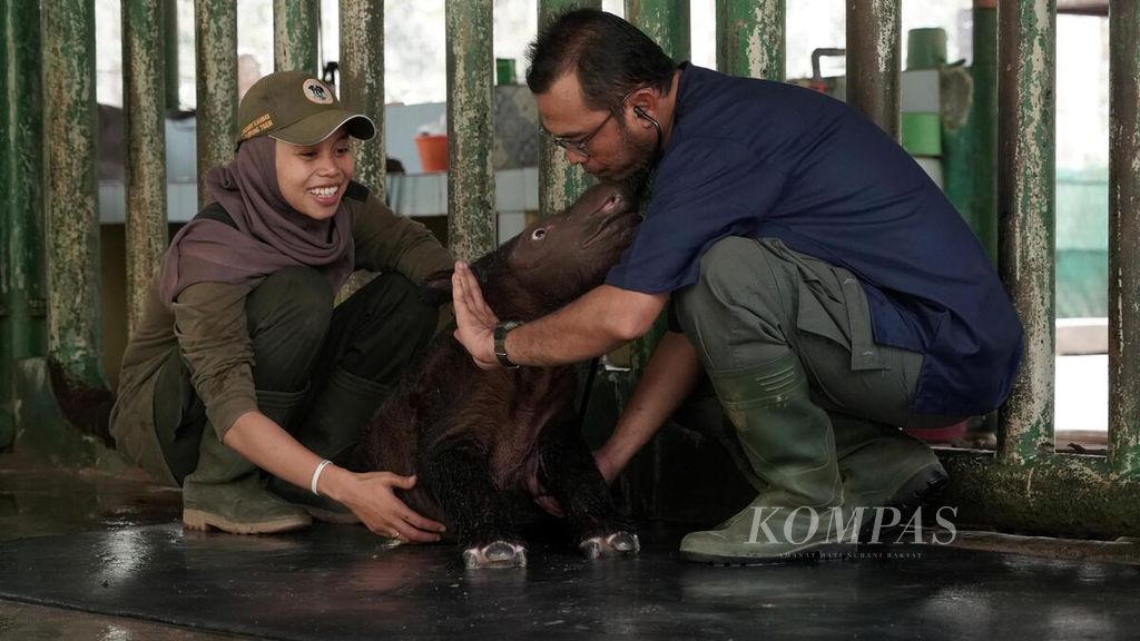 Dokter memeriksa anak badak sumatera (<i>Dicerorhinus sumatrensis</i>) di kandang perawatan khusus di Suaka Rhino Sumatera di kawasan Taman Nasional Way Kambas, Lampung Timur, Sabtu (7/10/2023). Anak badak yang baru berumur seminggu dan induknya yang bernama Ratu dalam kondisi sehat. Keduanya selalu dalam pemantauan dan perawatan tim medis serta pawang khusus yang berjaga 24 jam. 